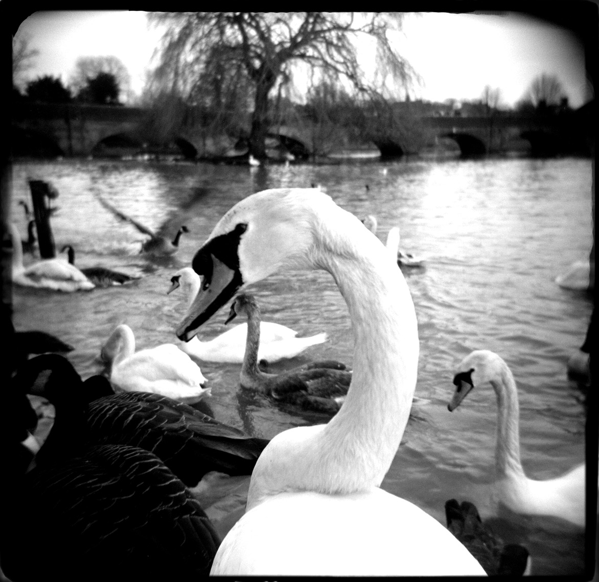 swanbook